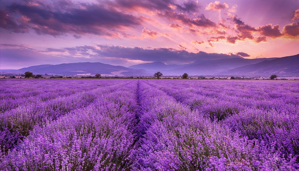 Loccitane